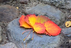 An arrangement of autumn leaves that are red, green, yellow, and brown and lye on a big rock in the middle of a public park during a sunny autumn day in Poland
