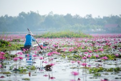 Thai fishermen on Thai lotus lake in freshwater lake, Nong Khai province
