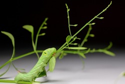 close-up photo of worm green caterpillar on a black and white background. Close-up of green tea moth or caterpillar