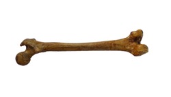 Femur bone of human on isolated white background, posterior view