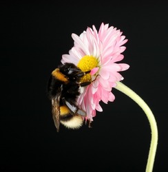 young bumblebee on a flower on a black background