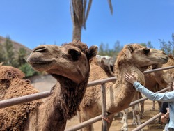 Camel in zoo