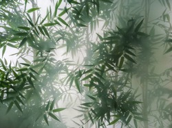 tropical bamboo trees behind the frosted glass in the fog with backlighting. decoration of green plants premises, background. the natural exotic design.