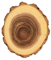 Unusual shape wood slab texture. Acacia tree cross section with growth rings and bark isolated on white background overhead view