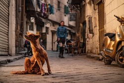 Brown stray dog on the streets of cairo, scratching itself as it is full of fleas. Example of poverty with many stray cats and dogs everywhere