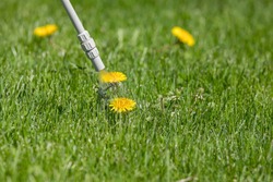 Dandelion weed in lawn and spraying weed killer herbicide. Home lawn care landscaping concept