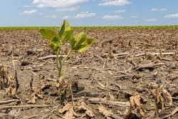 Soybean plant damage in farm field. Field flooding, crop damage, and crop insurance concept.