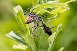 Wheel Bug nymph eating tiny insect. Concept of insect and wildlife conservation, beneficial insect, and backyard flower garden.