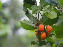Orange color ripe Peanut Butter Fruit tree blooming in garden on nature background, food