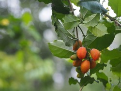 Orange color ripe Peanut Butter Fruit tree blooming in garden on nature background, food