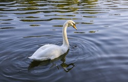 White Swan on the Lake. Mute Swan (Cygnus olor) gliding across the Lake at sunset. Amazing sunset scene, beautiful majestic Swan on the Lake in sunset light, fairy tale, swan lake, beauty.