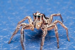 Jumping spiders is a group of spiders in the family Salticidae, which is considered to be the most populous spider family. There are more than 5,000 species.