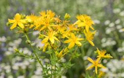 St John's wort is blooming in the meadow in summer. It is herb that is used for treatment of depresssions.