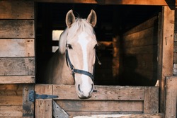 Horse with a white stripe in the stable. High quality photo