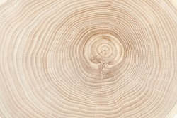 annual rings on a tree cut close-up