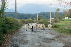 a herd of goats in the mountains