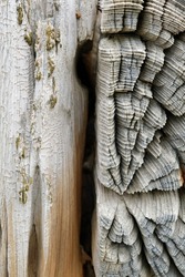Sea eroded driftwood at the Languard Point nature reserve or natural parkland. Natural organic abstract texture and pattern. Felixstowe, Suffolk, United Kingdom, September 21, 2022