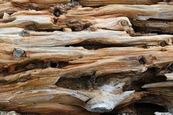 Sea eroded driftwood at the Languard Point nature reserve or natural parkland. Natural organic abstract texture and pattern. Felixstowe, Suffolk, United Kingdom, September 21, 2022
