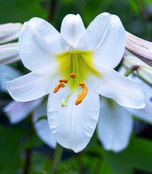 Lily tubular is a beautiful and delicate white flower with long yellow stamens and snow-white leaves. Variety White Planet, Regale Album. Close-up.