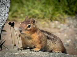 A Ground Squirrel sits atop Cascade Pass at North Cascades National Park. 