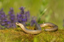 Slow worm (Anguis fragilis) slithering across mossy terrain with colorful flowers in the background