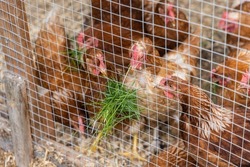 Closeup view on a group of ISA brown hens seen through chicken mesh in a coop. Fresh green blades of grass stick through enclosure at feed time.