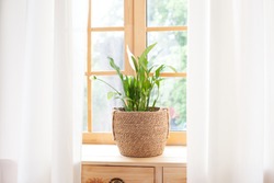 Spathiphyllum home plant in straw pot stands on a windowsill. Home plants on the windowsill. concept of home gardening. Spathiphyllum
in flowerpot on windowsill at home. Scandinavian. space for text