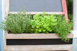 Kitchen herb plants in wooden box in home. Fresh herbs on balcony garden in pots. Mixed Green fresh aromatic herbs - melissa, mint, thyme, basil, parsley in pots. Aromatic spices Growing in home. 