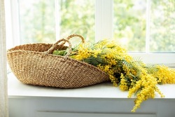 Bouquet mimosa flowers in wicker basket near window. Flowers mimosa in basket on windowsill. Beautiful yellow spring flowers. 8 March , Easter, Mother's day. Branches yellow flowers in a bouquet. 