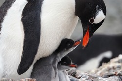 
Caring Gentoo Penguin with two chicks (Pygoscelis papua)