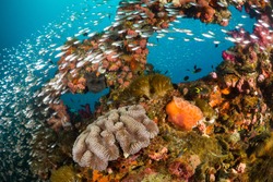 Vibrant coral reef with hundreds of glass fish at the SS Yongala ship wreck, Great Barrier Reef, Australia