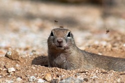 An adorable round tailed ground squirrel, Xerospermophilus tereticaudus, attempting to get some rest in the heat of the Sonoran Desert summer and is being plagued by flies irritating it. Tucson, AZ.