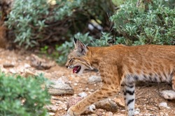 A bobcat, Lynx rufus, on the prowl, hunting in the Sonoran Desert off the Linda Vista trail. Prickly pear, cholla cacti and brittlebush green and vibrant after monsoon rains. Oro Valley, Arizona, USA.