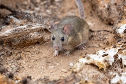 White-throated woodrat, Neotoma albigula, commonly referred to as a pack rat. Natural habitat for this native Sonoran Desert species of rodent. Pima County, Tucson, Arizona, USA.