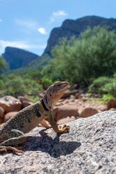 Eastern collared lizard, Crotaphytus collaris, basking on a rock alongside the Linda Vista Trail in the Sonoran Desert. Beautiful landscape, colorful reptile. Pima County, Oro Valley, Arizona, USA.