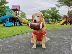 My dog is ready for the 2018 NFL season. She loves taking the football for a morning walk. 