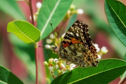 A painted lady butterfly feeds on flowers.  Top down view with back of wings in focus.