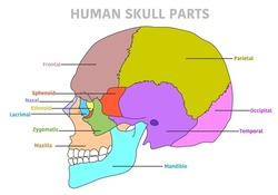 Human skull bones anatomy.  Cranial colored parts structure. Outline sutures. Zygomatic, nasal, maxilla, temporal, lacrimal mandible, frontal, parietal occipital. Brain protection. Vector illustration