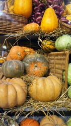  Colorful pumpkins, cabbages, onion and hay. Harvest market.  Pumpkins of different varieties and sizes.  Thanksgiving day. Crop. Autumn concept.                               