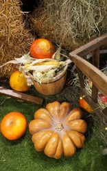    Colorful ripe  pumpkins. Harvest market. Apples and hay in the cart. Pumpkins of different varieties and sizes.  Thanksgiving day. Crop. Autumn concept.     