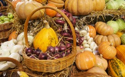 Ripe vegetables. Red onions in a wicker basket. Colorful pumpkins, garlic,  cabbages, apples and hay. Harvest market. Pumpkins of different varieties and sizes. Thanksgiving day. Crop. Autumn concept.