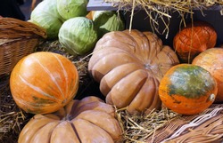    Colorful ripe pumpkins, cabbages and hay. Harvest market.  Pumpkins of different varieties and sizes.  Thanksgiving day. Crop. Autumn concept.                                           