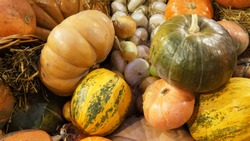    Colorful ripe pumpkins, garlic and hay. Harvest market.  Pumpkins of different varieties and sizes.  Thanksgiving day. Crop. Autumn concept.                               