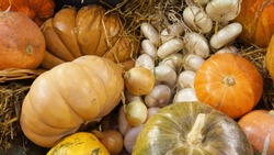     Colorful ripe pumpkins, garlic and hay. Harvest market.  Pumpkins of different varieties and sizes.  Thanksgiving day. Crop. Autumn concept.                                          