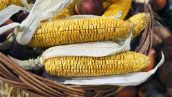 Corn cob and apples in wicker basket. Dried corn. Harvest market. Thanksgiving day. Crop.