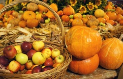 Colorful pumkins and apples in the basket. Harvest market. Tnaksgiving day. Festival 