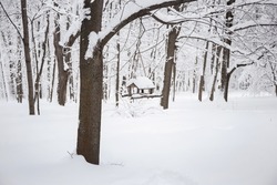 Bird feeder on a snow-covered tree. Winter landscape in a snow-covered forest