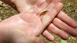 baby crayfish crawling on hands