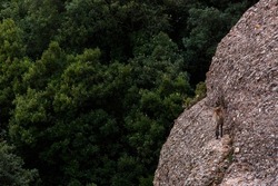 Mountain goat in Montserrat mountain, Barcelona, Spain.