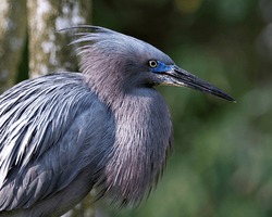 Little Blue Heron bird close-up head profile view displaying blue feathers, body, beak, head, eye, with a bokeh background in its environment and surrounding.
